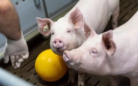 Các nhà khoa học lập kỳ tích "cải tử hoàn sinh" khi thử nghiệm với lợn chết