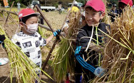 Học sinh Nhật Bản thu hoạch lúa giúp Campuchia xây dựng trường học