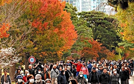 Du lịch Nhật Bản: Đồng Yên "yếu" thúc đẩy số du khách quốc tế vượt mức thời trước COVID-19