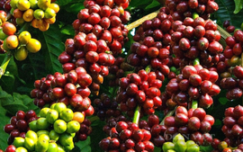 Khẳng định vị thế cà phê Việt Nam trên thế giới
