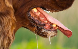 Phát hiện nhiều ổ dịch dại trên chó, Cà Mau khuyến cáo người dân tăng cường phòng chống bệnh dại