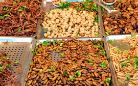 16 loài côn trùng sẽ xuất hiện trên bàn ăn ở Singapore