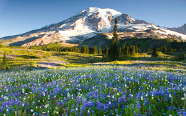 Những công viên quốc gia đẹp nhất nước Mỹ cho bạn "tha hồ check-in" mùa xuân này