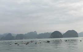 Quảng Ninh: Phao xốp trôi nổi trên biển, tỉnh ra tối hậu thư