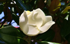 Chiêm ngưỡng sắc trắng tinh khiết hoa sen đất chùa Bối Khê