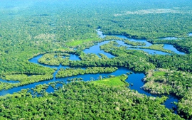 Brazil phun khí CO2 vào rừng Amazon để mô phỏng biến đổi khí hậu