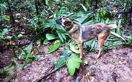 Vụ 4 em nhỏ sống sót trong rừng Amazon: Quân đội căng sức tìm cảnh khuyển đi lạc