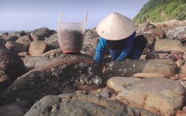 Quảng Ninh: Kỳ nghỉ hè và nghề tay trái của giáo viên ở đảo