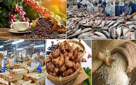 Kim ngạch xuất khẩu nông, lâm, thủy sản 6 tháng đầu năm đạt 24,59 tỷ USD
