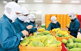 Nhiều lô hàng xuất khẩu trái cây vi phạm kiểm dịch của Trung Quốc