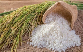 Chủ tịch Quốc hội: Cần giải bài toán kép vừa xuất khẩu gạo vừa đảm bảo an ninh lương thực trong nước