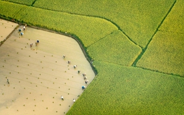 Việt Nam "chớp" thời cơ xuất khẩu gạo