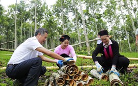 Lào Cai bàn giải pháp nâng cao giá trị cây quế