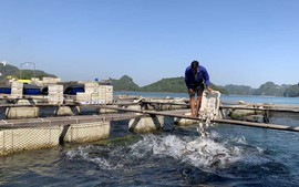 Quảng Ninh: Huyện đảo Vân Đồn "tung chiêu" lập lại trật tự nuôi trồng thủy sản trên biển