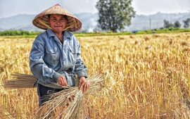 Thái Lan giảm trồng lúa, gạo Việt Nam có chiếm được thị trường?