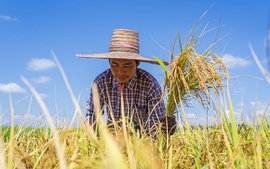 Giá gạo Việt vượt mốc 600 USD/tấn, cao nhất trong 11 năm trở lại đây