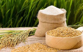 Thủ tướng chỉ thị đảm bảo an ninh lương thực quốc gia, "chặn" giá lúa gạo tăng cao bất hợp lý