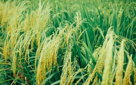 Giá xuất khẩu gạo Việt Nam tiếp tục tăng cao