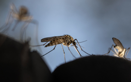 Phòng dịch sốt xuất huyết, Thành phố Hồ Chí Minh hỗ trợ người đi bắt muỗi 130.000 đồng/đêm
