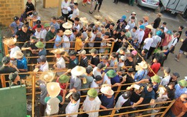 Hải Phòng: Bất chấp nắng nóng, hàng nghìn người đổ về Đồ Sơn xem 16 ông trâu thi đấu