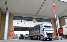 Ngày mùng 1 Tết: Gần 800 tấn trái cây xuất khẩu sang Trung Quốc qua Cửa khẩu Kim Thành - Lào Cai