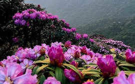 Ngắm hoa Đỗ quyên phủ tím núi rừng Lai Châu