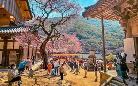 Du lịch Hàn Quốc với các trải nghiệm mùa xuân 2024 cuốn hút nhất