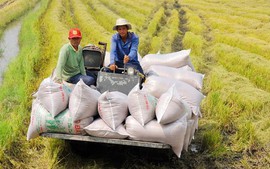 Việt Nam "gặt" 1,4 tỉ USD từ xuất khẩu gạo