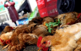 700 tấn gà đẻ loại thải nhập lậu vào Việt Nam mỗi tháng