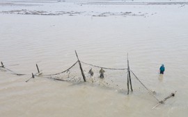 Móng Cái (Quảng Ninh) mạnh tay xử lý tình trạng lấn chiếm bãi triều nuôi trồng thủy sản trái phép
