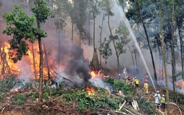 Cục Kiểm lâm cảnh báo 331 khu vực dễ cháy rừng cấp nguy hiểm và rất nguy hiểm