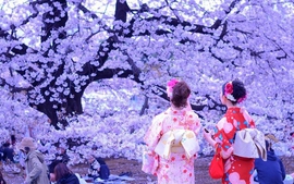 Du lịch Nhật Bản mùa Hanami 2024 với "môn thể thao" thú vị - "săn" hoa anh đào