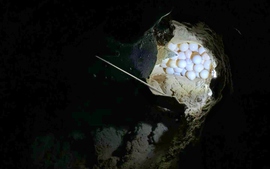 Mua bán trứng vích Côn Đảo bị phạt hơn 1 tỉ đồng