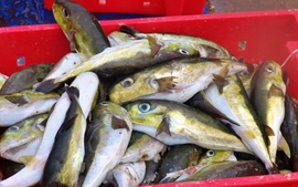 5 người ăn cá nóc tại Lý Sơn bị ngộ độc 
