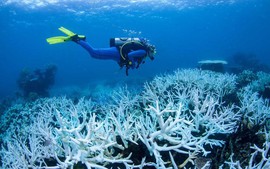 Tạm dừng hoạt động bơi lội, lặn xem san hô tại 21 điểm ở Vườn quốc gia Côn Đảo
