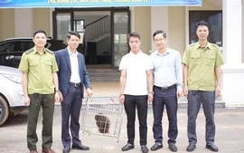 Người dân giao nộp cá thể khỉ mặt đỏ quý hiếm cho Vườn quốc gia Hoàng Liên