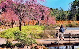 Việt Nam với các điểm săn hoa đào, hoa anh đào trong "cơn sốt" du lịch Đông Nam Á