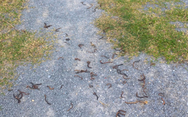 Nguyên nhân vụ giun ùn ùn bò lên mặt đất rồi chết khô