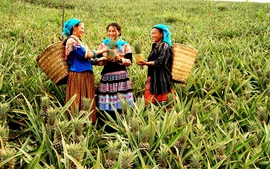 Sắc mới Bản Lầu