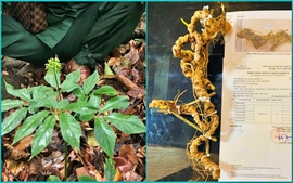 Tri thức dân gian về sâm Ngọc Linh được công nhận là di sản văn hoá phi vật thể quốc gia
