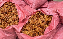 Lạng Sơn ngăn chặn 1,5 tấn chân gà đang trên đường đi tiêu thụ