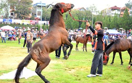 Tưng bừng đua ngựa thồ trên cao nguyên trắng Bắc Hà