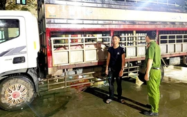 5 con lợn dương tính với vi rút dịch tả lợn châu Phi "suýt" bị tuồn ra thị trường