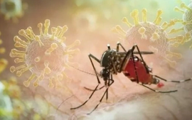 Cách phòng và điều trị bệnh Chikungunya