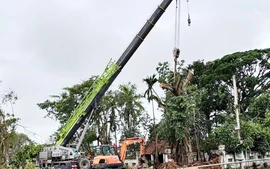 Dùng cần cẩu 100 tấn "giải cứu" cây đa trăm năm tuổi bị bão quật ngã tại Nghệ An