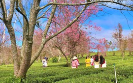 Khúc giao mùa Đà Lạt "săn" hoa mai anh đào nở sớm