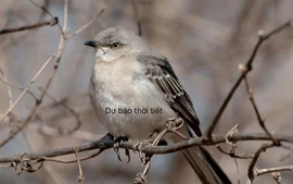 Thời tiết 10 ngày tới: rét đậm, không khí lạnh suy yếu