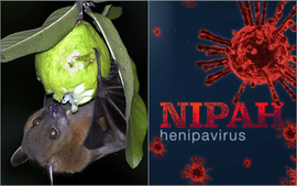 Virus Nipah bật chế độ phòng vệ của các quốc gia Nam Á