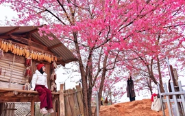 Hoa Tớ dày nở bung dịp Khai mạc Festival Khèn Mông 2026