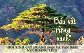 "Báu vật rừng xanh" - Hồi sinh cây Hoàng đàn và Vân sam núi Hoàng Liên